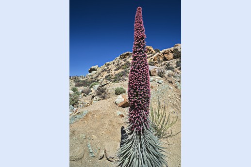 14 maggio Teide